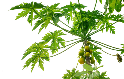 Papaya leaf extract kills cancer cells and leaves healthy cells unharmed. Papaya leaf extract works better than chemotherapy.