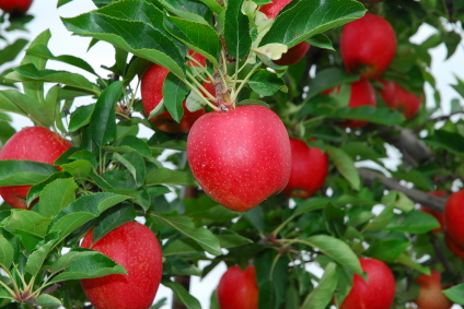 Apples Prevent Colon Cancer