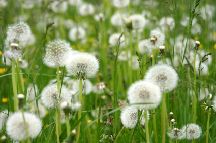 Eating dandelion can fight cancer.