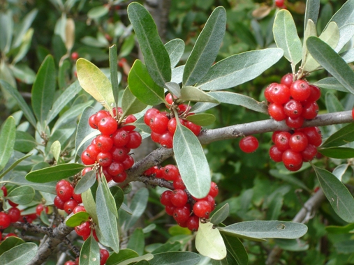 This little red berry may very well be the next big “super fruit.”