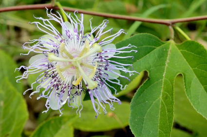 A symbolic plant has been used in Native medicine for centuries to treat anxiety. This ancient purple flower has none of the side effects of a prescription.