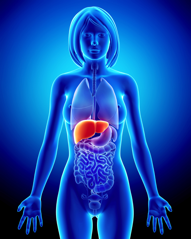 Your liver works hard. But it doesn’t get the support it needs. Here are 5 natural ingredients for keeping your liver healthy.