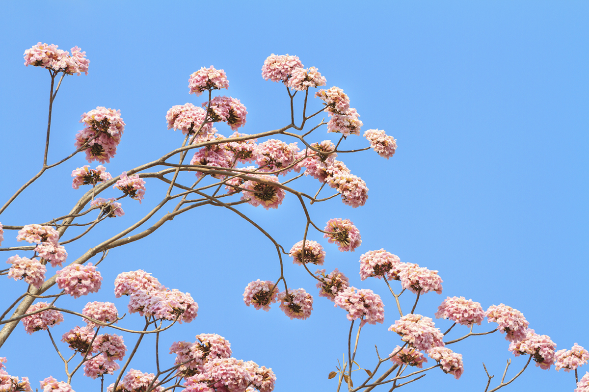 The bark of this legendary tree may help win the cancer battle naturally.