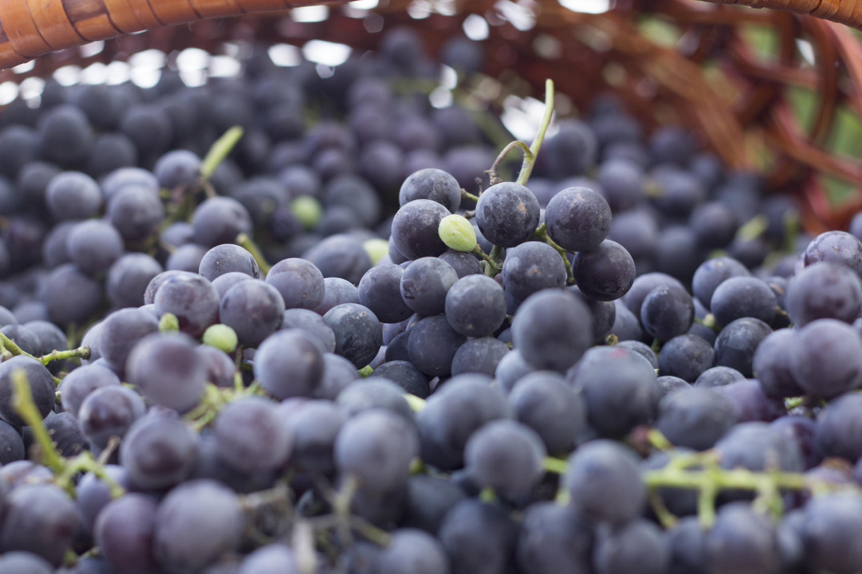 Don’t let the mainstream fool you: resveratrol fights inflammation.