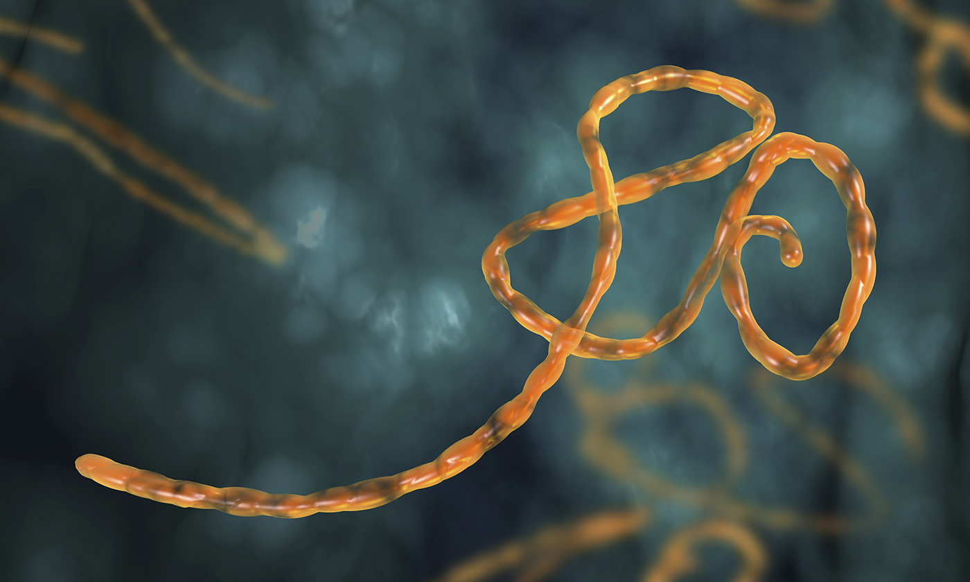 A simple Asian plant may hold the key to treating Ebola. It contains a compound that blocks the virus from entering cells…and infecting your blood.