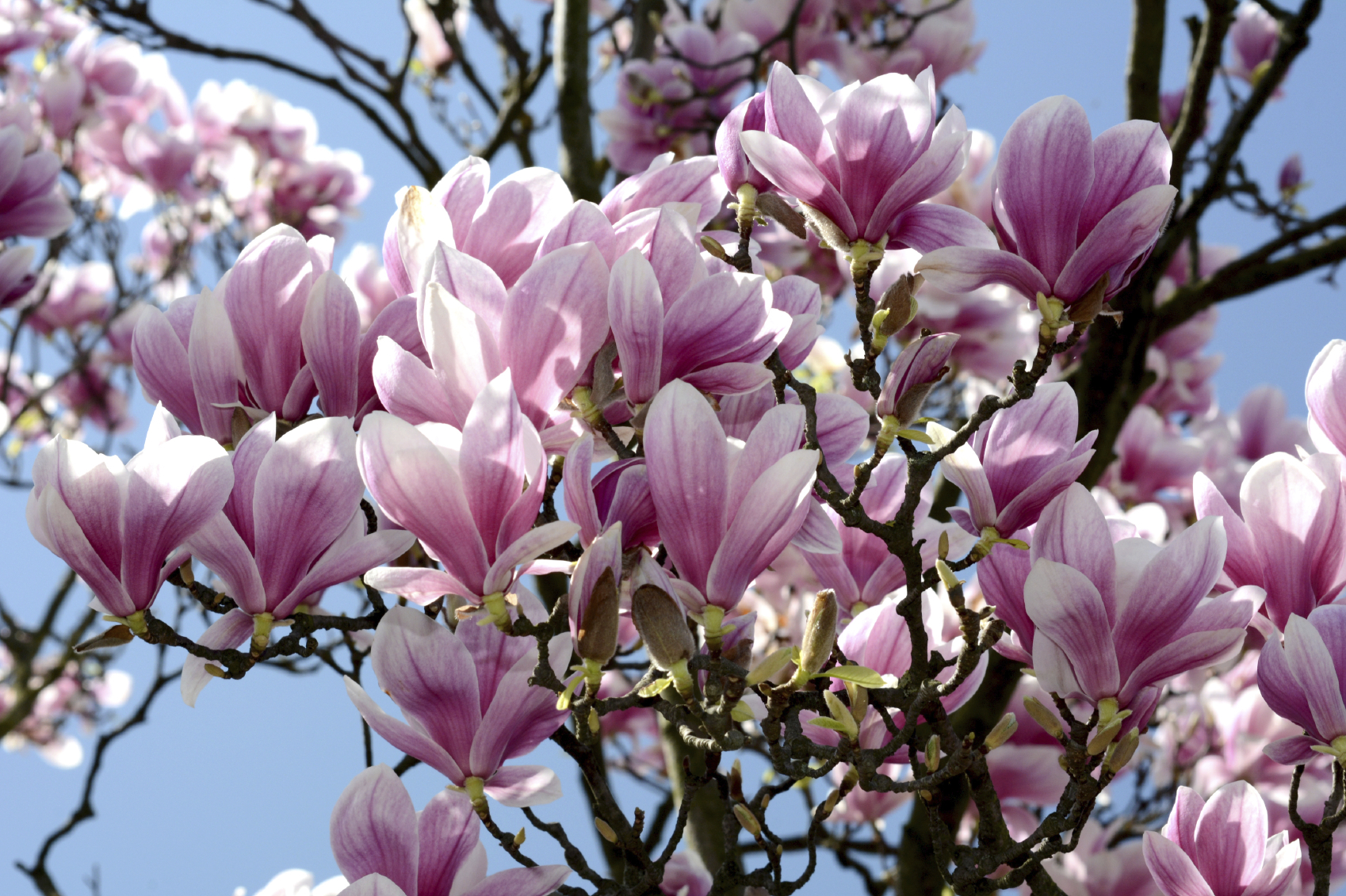 The bark of this ancient tree holds a powerful anti-cancer compound… And new research reveals it’s safer and more effective than Big Pharma’s best “solutions.”