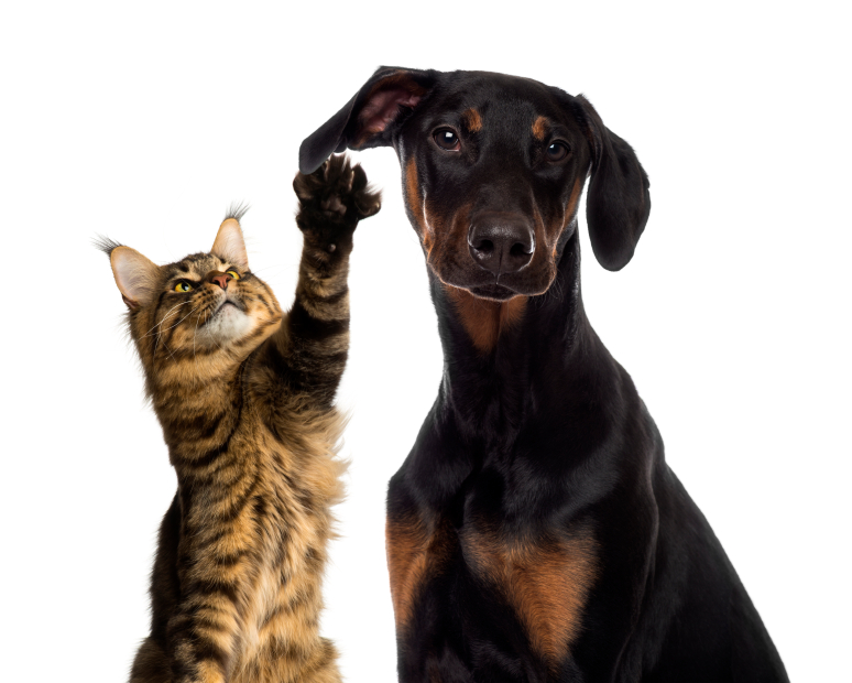 Bonding with your pets lowers stress and fights obesity… But it comes with risks. Here are 5 bugs you can catch from your pet and how to avoid them.
