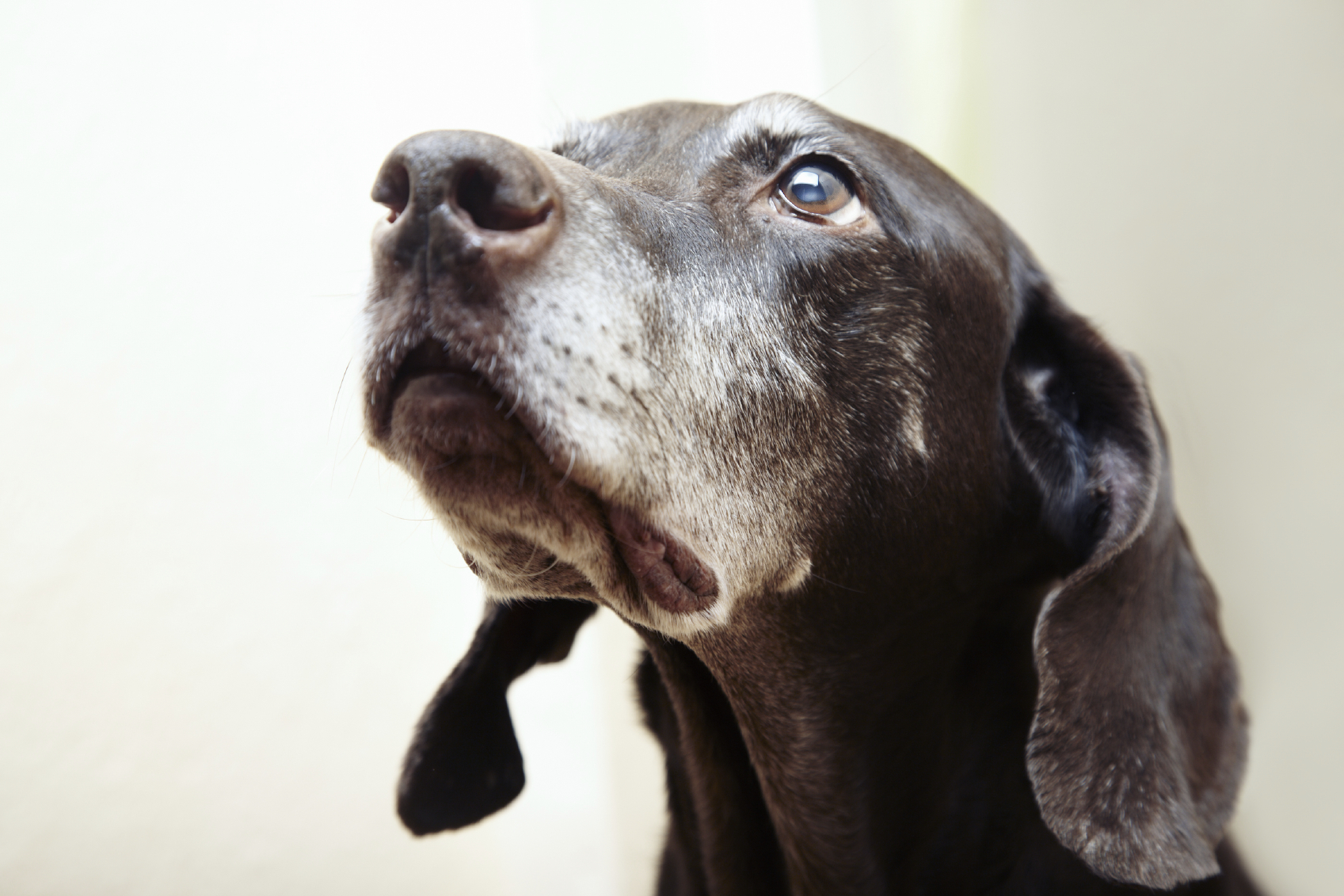 Just like people, dogs suffer memory problems as they age. In fact, more than 30% of older dogs have dementia.