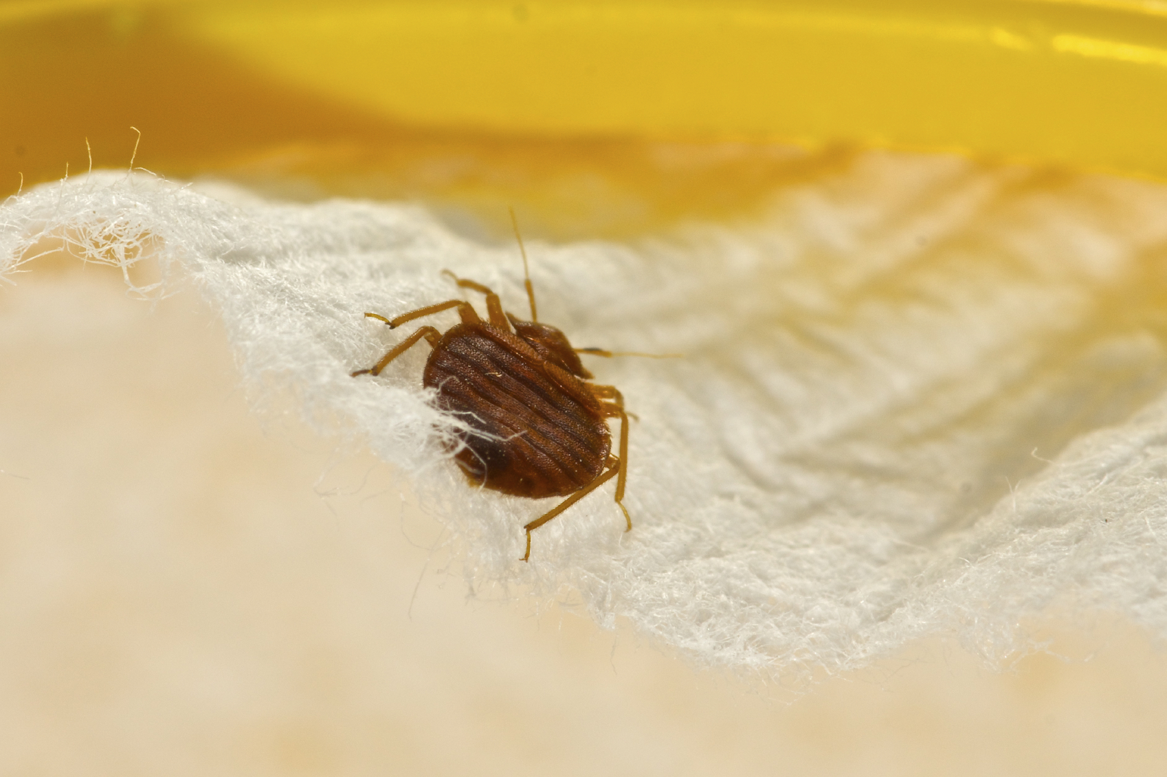 Scientists have discovered bedbugs have developed a defense against chemical sprays. Here’s how to kill them naturally without toxic insecticides.