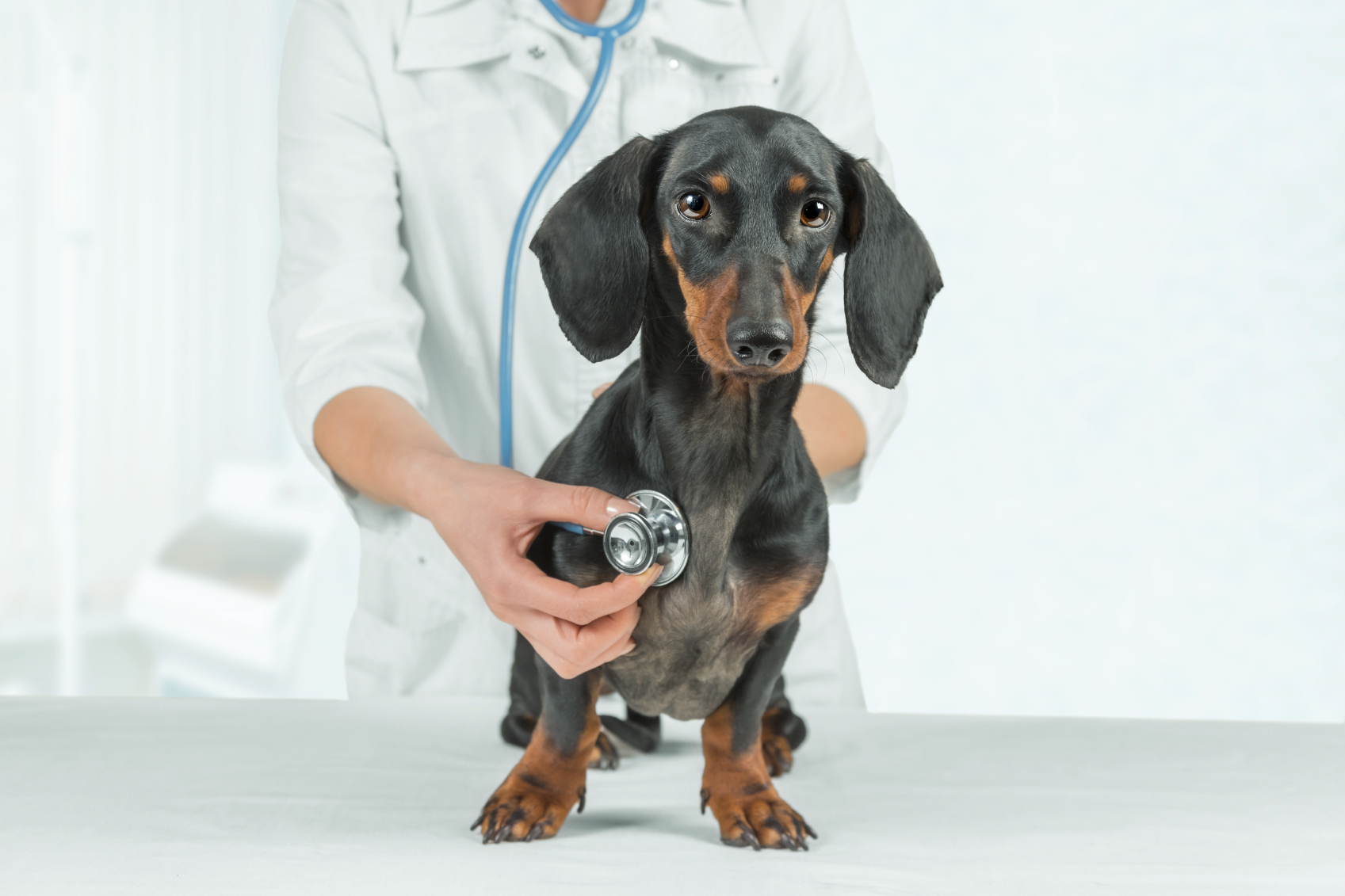 The new flu shot for dogs is ineffective and full of side effects.