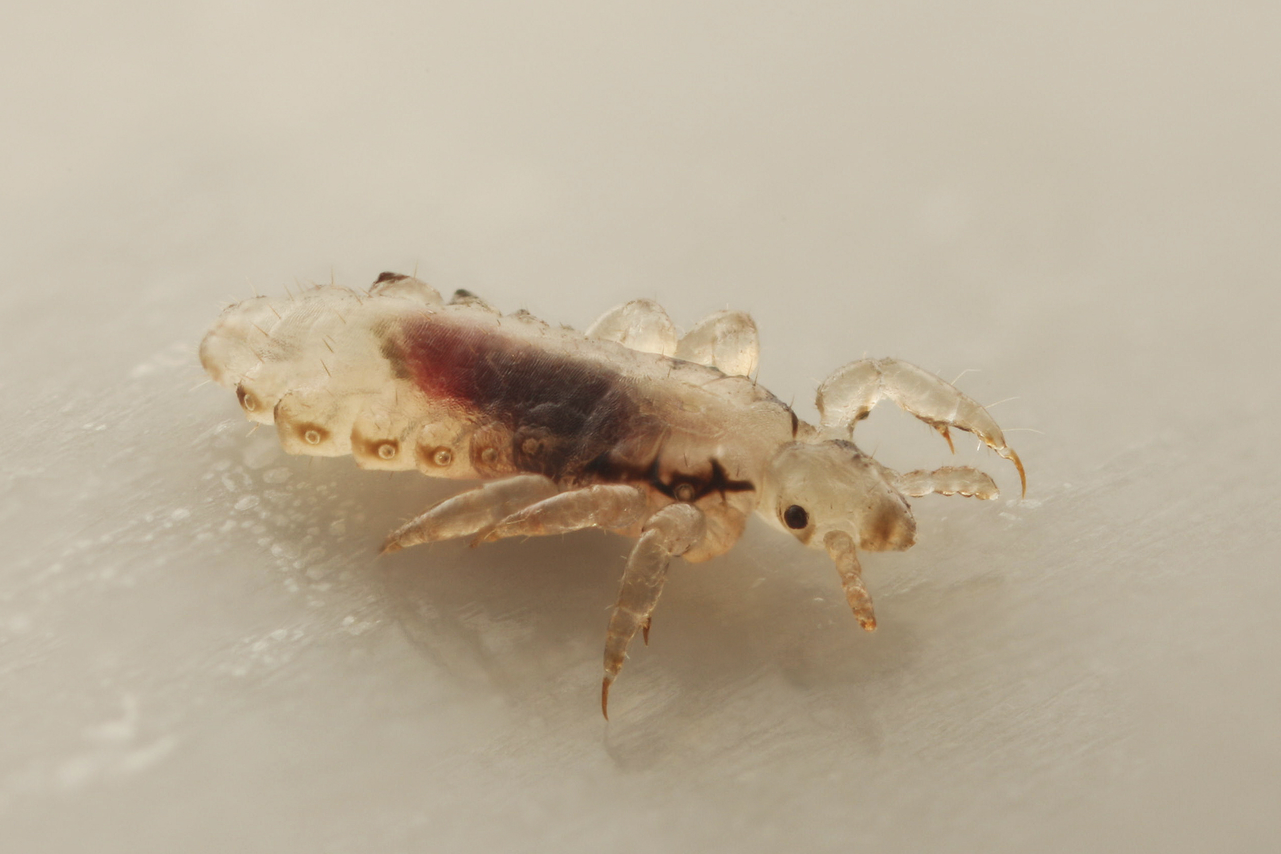 Lice have become resistant to pyrethroids. This is the toxic chemical used in anti-lice treatments. Here are natural solutions to get rid of the parasites.