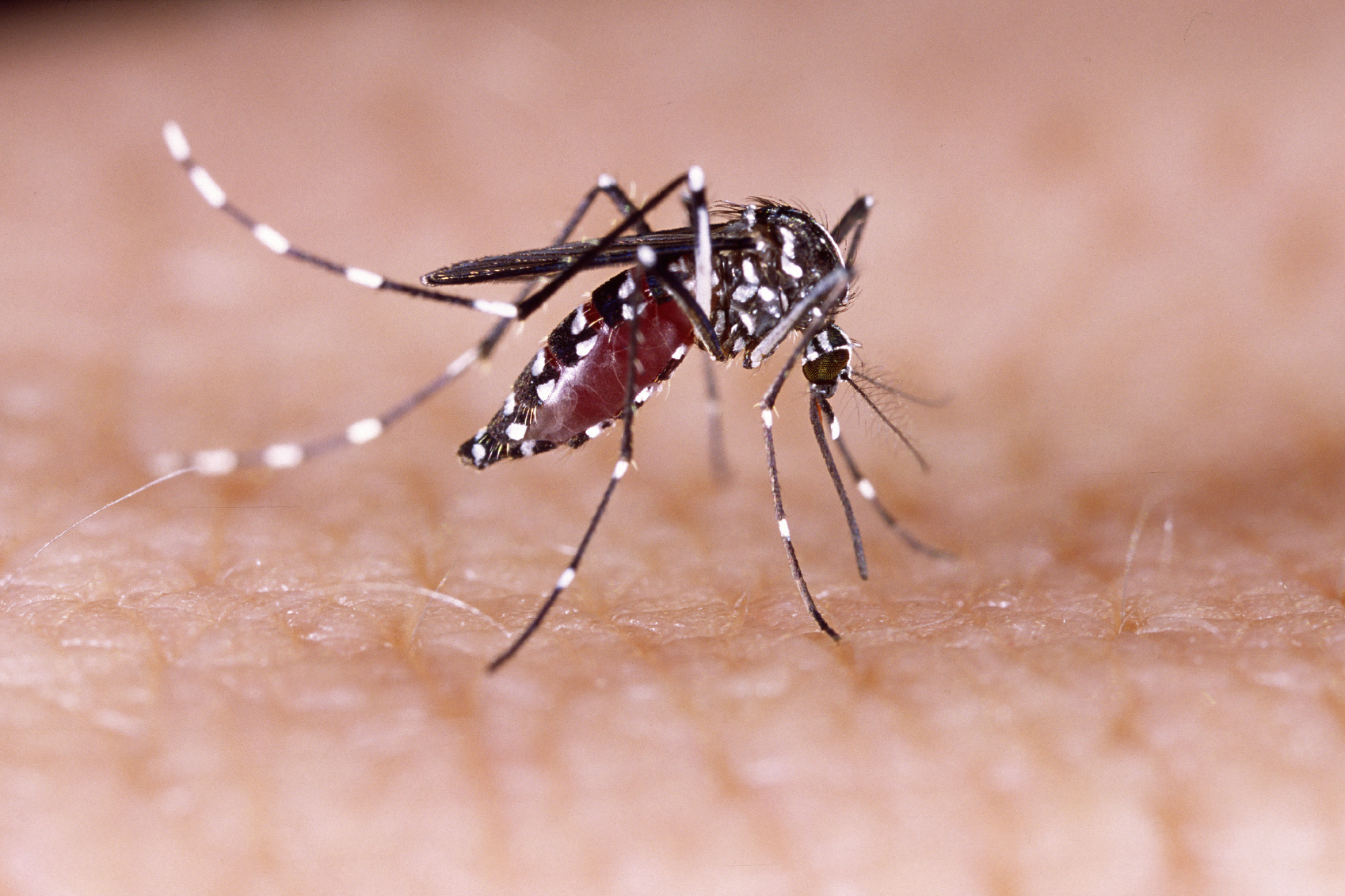 Here are five natural ways to prevent Zika infection.