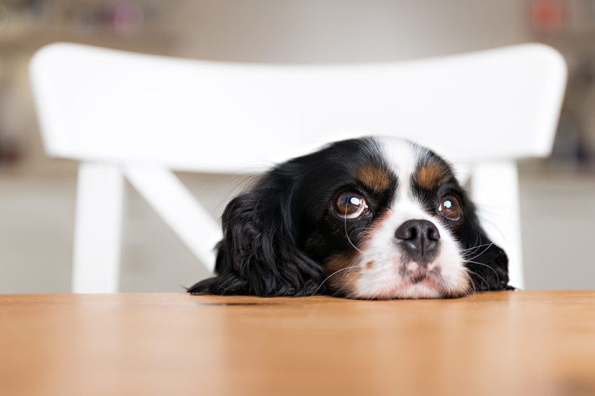 Grapes, macadamia nuts, milk, and many other human foods are toxic to dogs. Here’s what to do if your pet eats a canine poison.