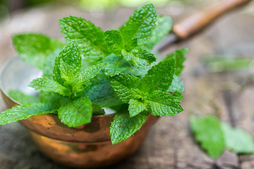 Stay safe from Zika. Here are nine easy-to-grow, mosquito-repelling plants.