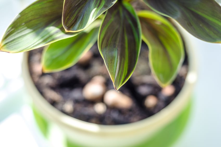 These are the top 10 houseplants to purify indoor air.