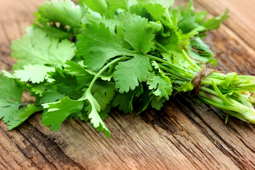 Cilantro can be used to get rid of heavy metal contaminants in water, a new study finds.