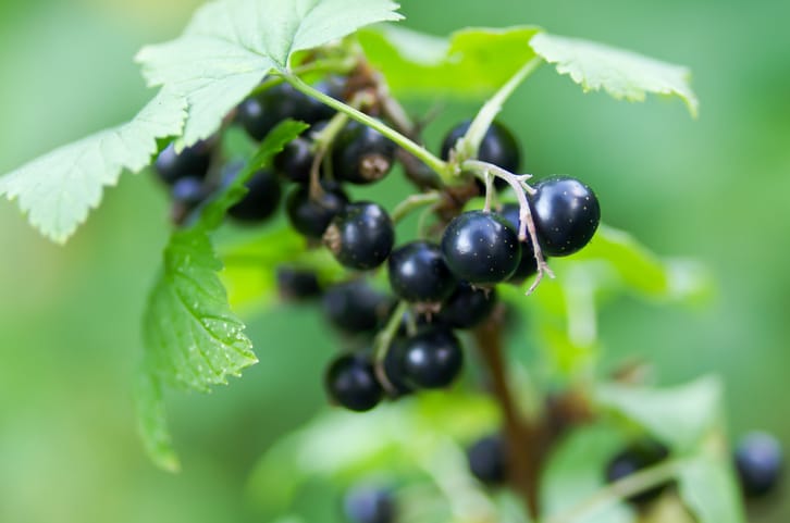 black-currant-wild foods