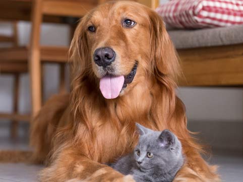 Dog and Cat