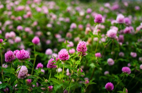 Red Clover Field