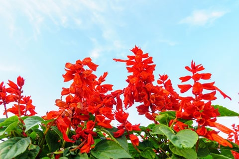 Red Sage