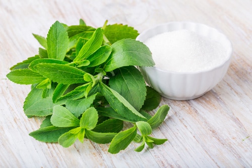 Stevia Plant