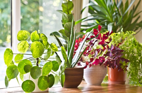 Indoor Plants