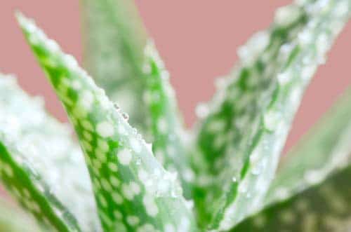 Aloe Vera