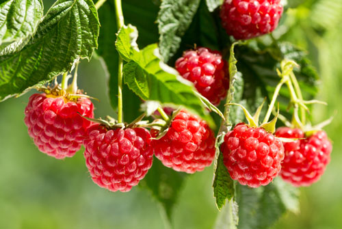 raspberries