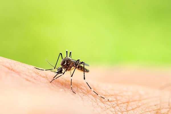 Photo of mosquito biting skin.