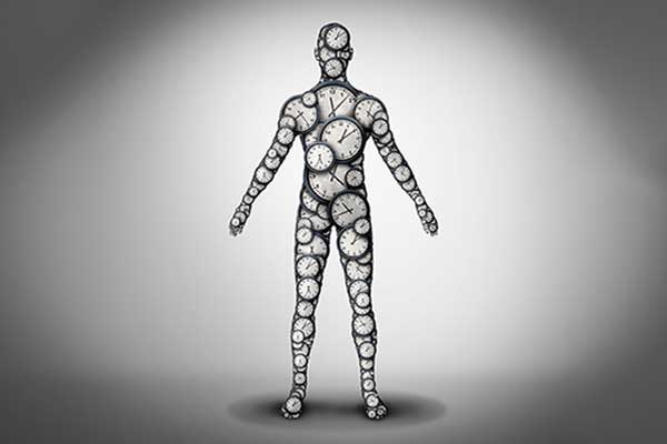 anatomical drawing of a male human.