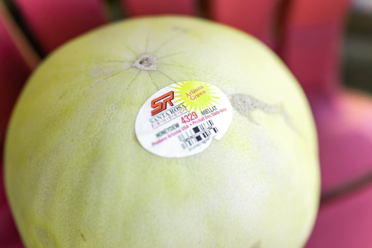 Photo of melon fruit